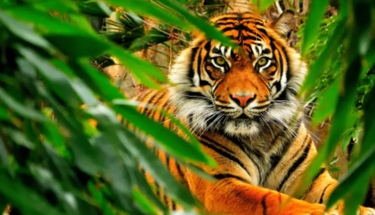 4 Wildlife Safaris That You Need Visit in Madhya Pradesh