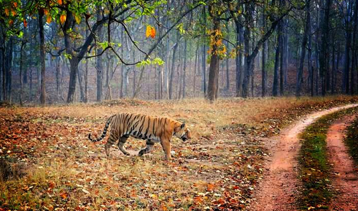must visit tiger reserves in india,holiday,travel,tourism