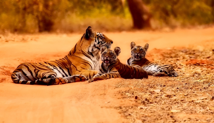 tiger safari,tiger safari in india,holidays,india safari,india tourism,tourist places in india,inda tourism