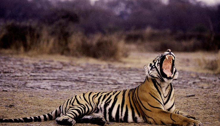 tiger safari,tiger safari in india,holidays,india safari,india tourism,tourist places in india,inda tourism