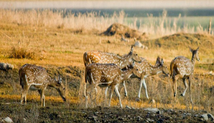 wildlife safaris,madhya pradesh,wildlife safaris in madhya pradesh,bandhavgarh national park,kanha national park,pench national park,satpura national park