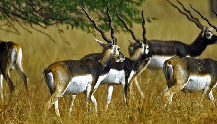 wildlife safaris,madhya pradesh,wildlife safaris in madhya pradesh,bandhavgarh national park,kanha national park,pench national park,satpura national park