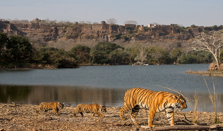 must visit tiger reserves in india,holiday,travel,tourism