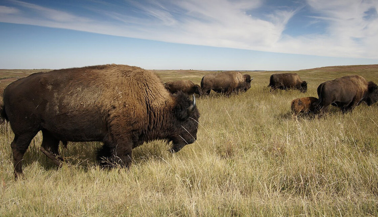 wildlife safaris,madhya pradesh,wildlife safaris in madhya pradesh,bandhavgarh national park,kanha national park,pench national park,satpura national park