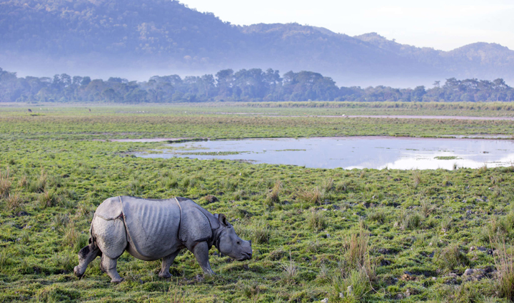 must visit tiger reserves in india,holiday,travel,tourism