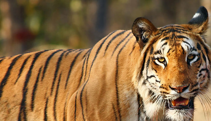 इन 5 राष्ट्रीय पार्क में आसानी से दिखाई देते हैं बाघ, बच्चों के साथ बनाए यहां घूमने का प्लान