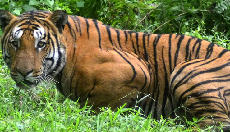 6 Places Around The World Where You Can Spot Tigers
