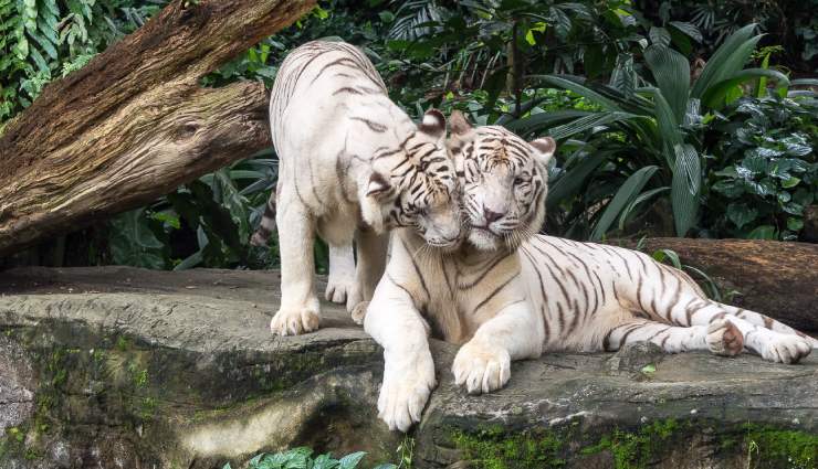 kids activities in singapore,family fun singapore,singapore with kids,child-friendly singapore attractions,fun things for kids in singapore,singapore family entertainment,playful experiences in singapore,kids playgrounds singapore,educational fun in singapore,child-friendly adventures singapore,playful learning in singapore,singapore family outings,kids play zones in singapore,interactive activities for kids,entertaining kids in singapore,singapore family destinations,unique kids experiences singapore,fun places for families singapore,creative kids activities singapore