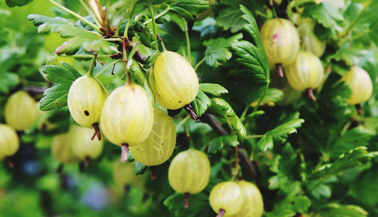 gooseberry,aloe vera,curcuma comosa,oak gall,witch hazel,black cohosh,kegel exercises,pueraria mirifica,natural ways to tighten the vagina,home remedies,remedies to tighten the vagina,Health tips,fitness tips