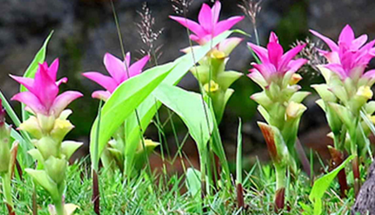 gooseberry,aloe vera,curcuma comosa,oak gall,witch hazel,black cohosh,kegel exercises,pueraria mirifica,natural ways to tighten the vagina,home remedies,remedies to tighten the vagina,Health tips,fitness tips