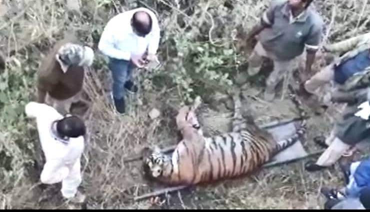 udaipur zoological park,udaipur zoo,tigress killed by tiger,rajasthan news,weird news in hindi