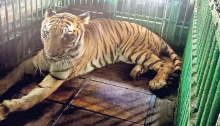 उदयपुर : बायोलॉजिकल पार्क पहुंची 8 साल की टाइग्रेस विद्या, रखा जाएगा 21 दिन क्वारेंटाइन 