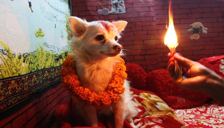 नेपाल में दिवाली पर की जाती है कुत्तों की पूजा, कारण हैरान करने वाला 