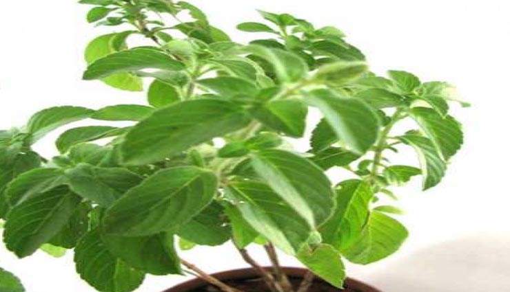 astrology tips,astrology tips in hindi,plants for money,plants for shining by fate