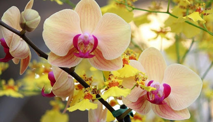 bomdila,places to visit in bomdila,bomdila arunachal pradesh,travel,tourist places in arunachal pradesh,travel guide,holidays in arunachal pradesh