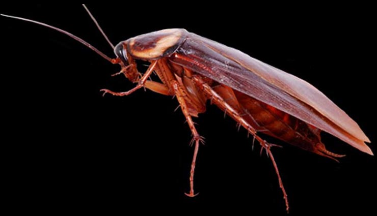 home remedies for cockroach in house,cockroach ko bhagane ke upay,household tips in hindi ,कॉकरोच को भगाने के घरेलु उपाय