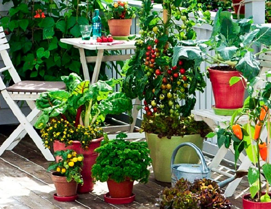 5 Ways To Control Kitchen Garden Insects