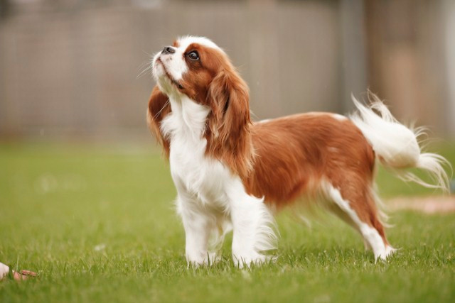 पालतू जानवर की दुर्गन्ध को दूर करें इन तरीकों की मदद से animals smell from house,household tips