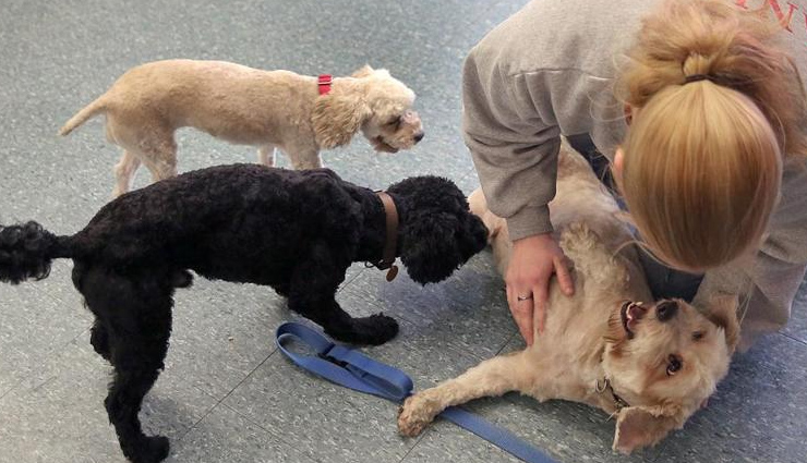 पालतू जानवर की दुर्गन्ध को दूर करें इन तरीकों की मदद से  