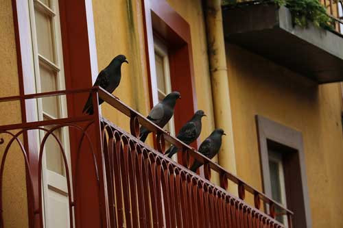 get rid of pigeons,pigeons on terrace ,कबूतरों का जमावड़ा, कबूतरों से छुटकारा, कबूतरों के उपाय 