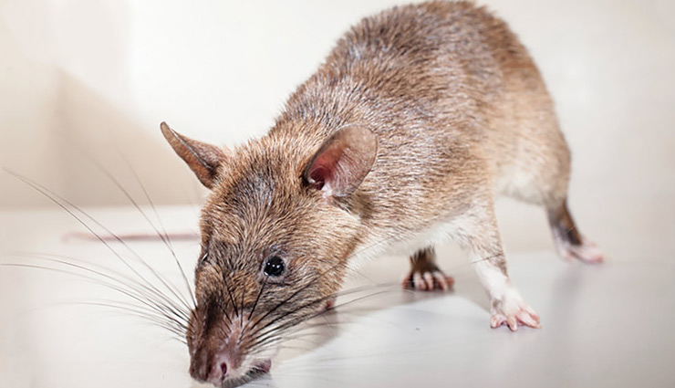 get rid of rats,house care tips