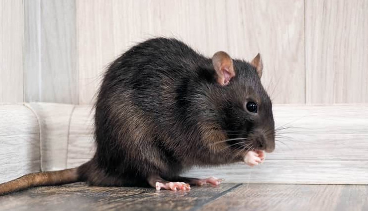 चूहों का आतंक खडी करता है बड़ी परेशानी, निजात पाने के लिए आजमाए ये उपाय