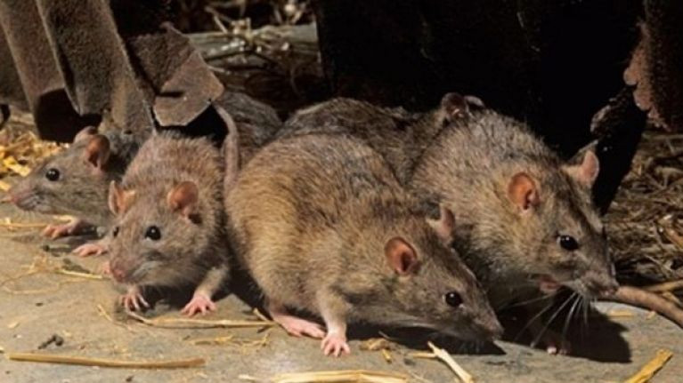 get rid of rats,house care tips ,चूहों से छुटकारा, चूहों के उपाय, घरेलू उपाय,