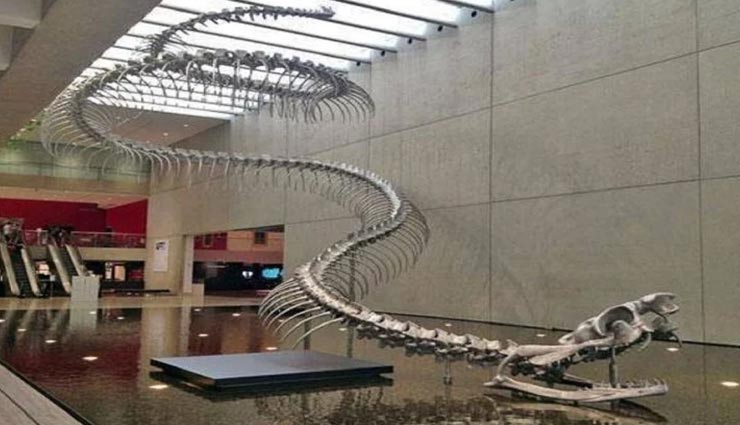 क्या आज भी अमेजन नदी में जिंदा हैं एनाकोंडा से भी बड़े टाइटेनोबोआ सांप? weird news,weird snake,interesting facts,titanoboa snake