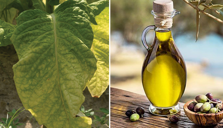 facial paralysis,facial paralysis treatment,home remedies to treat facial paralysis,Health,Health tips,paralysis