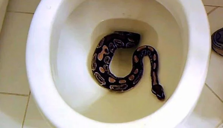 टॉयलेट में बैठते ही पड़ोसी के अजगर ने शख्स के प्राइवेट पार्ट को काटा, पाल रखे है  11 सांप