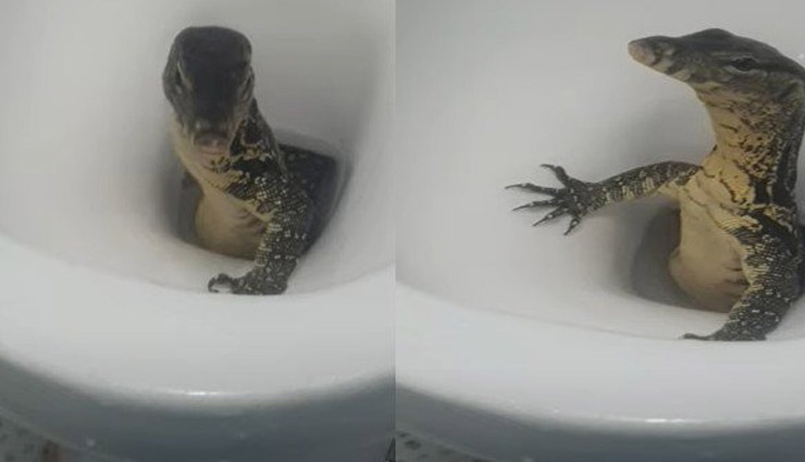 thailand,monitor lizard,video viral,toilet sheat