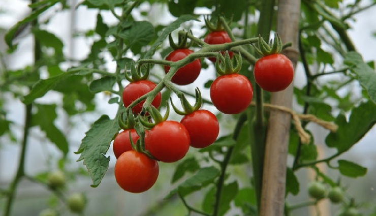 fair skin vegetables,vegetables for glowing skin,natural skin lightening foods,vegetables for fair complexion,skin brightening diet,fair skin home remedies,vegetables to reduce pigmentation,healthy skin foods,skin care diet tips,natural ways to get fair skin