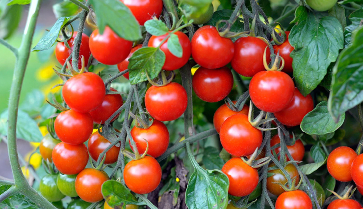 क्या आप भी हैं हाई ब्लड प्रेशर के मरीज, इन 10 आहार की मदद से करें इसे नियंत्रित blood pressure,food to eat to control blood pressure,healthy food,food for good health,blood pressure problem,home remedies to get rid of high blood pressure,low blood pressure,home remedies,health news in hindi