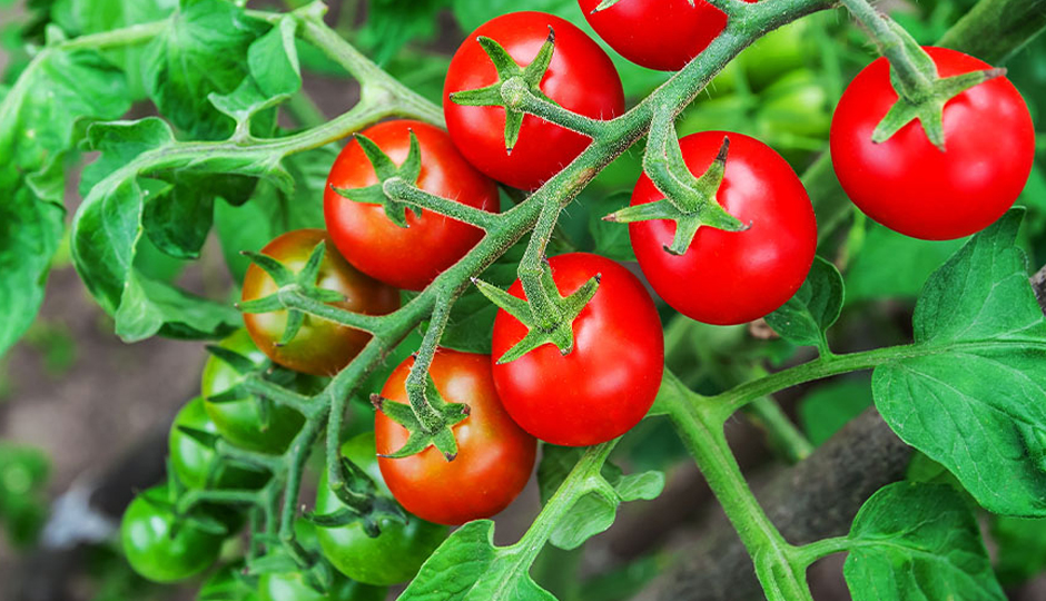 13 Amazing Benefits of Tomatoes for Skin and Hair