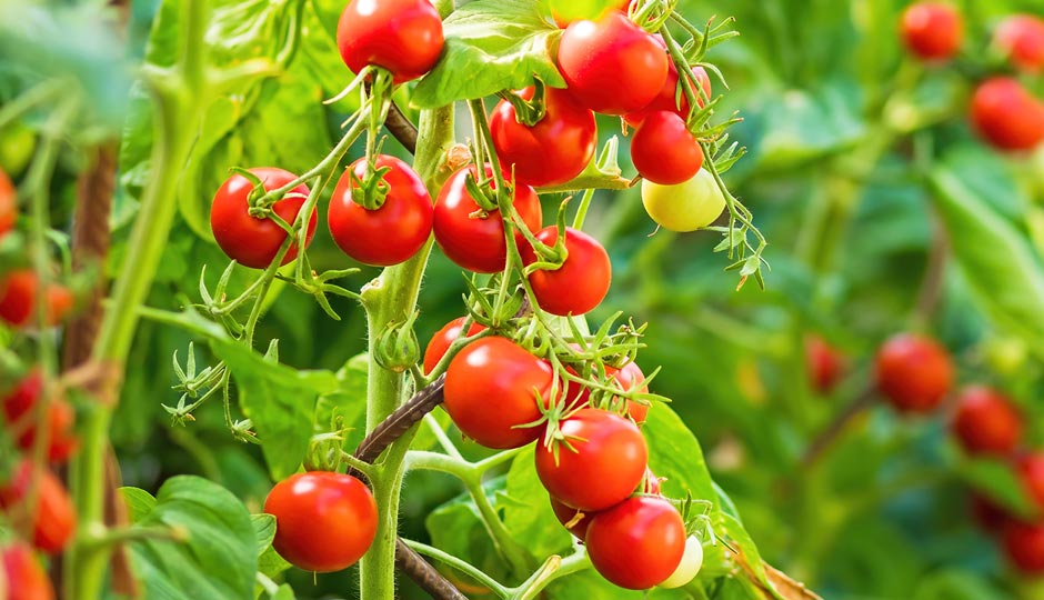 5 Tips To Keep in Mind While Growing Tomatoes