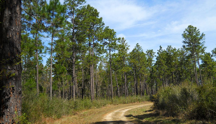 forest camping,forest camping across the world,world tourism,holidays,travel guide