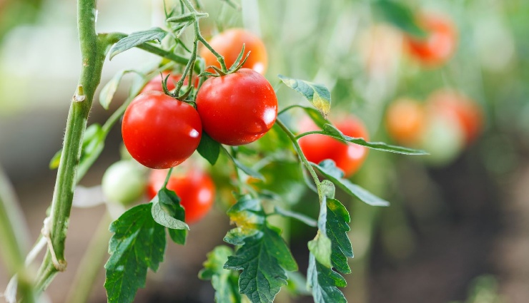 summer skin care,sun protection foods,how to prevent sunburn naturally,summer diet tips,uv protection through food,healthy summer eating,sun damage prevention,best foods for glowing skin,summer wellness,natural sunblock foods