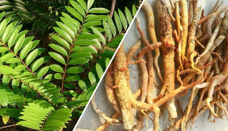 8 Amazing Health Benefits of Tongkat Ali