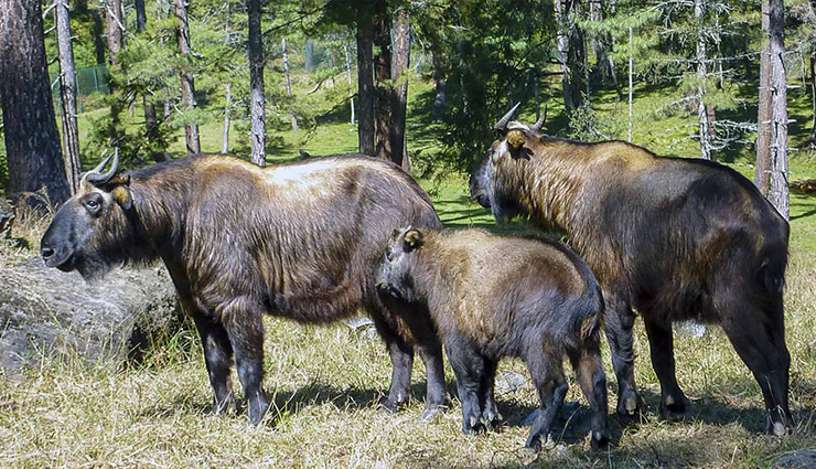 national parks in bhutan,wildlife sanctuaries in bhutan,bhutan natural wonders: national parks and wildlife sanctuaries,explore bhutan national parks and wildlife sanctuaries,nature retreat: national parks and wildlife sanctuaries in bhutan,bhutan biodiversity hotspots: national parks and wildlife sanctuaries,discovering wildlife in bhutan national parks,get close to nature in bhutan wildlife sanctuaries,bhutan travel: must-visit national parks and wildlife sanctuaries,conservation and adventure: bhutan national parks and wildlife sanctuaries