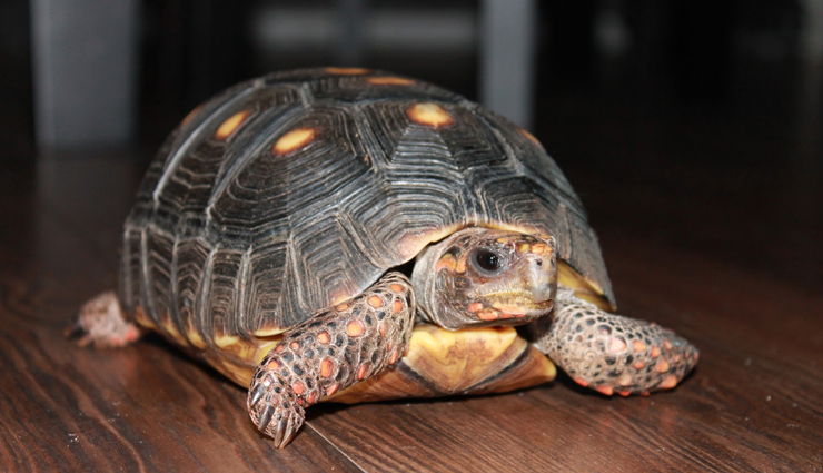 pet animals,lucky,jyotish