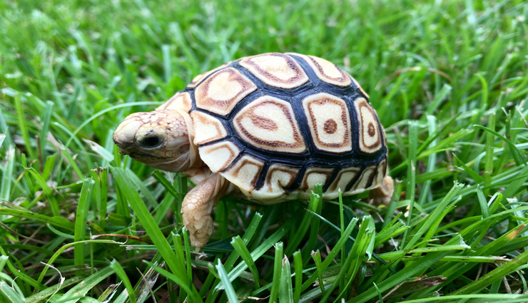 astrology behind tortoise at home,astrology in hindi