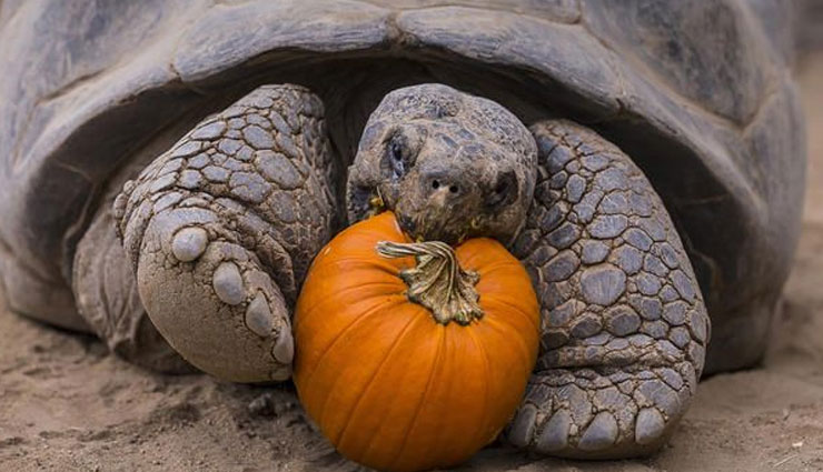 सेक्स का शौकीन है 130 साल का ये कछुआ, सब कहते इसे प्लेबॉय 