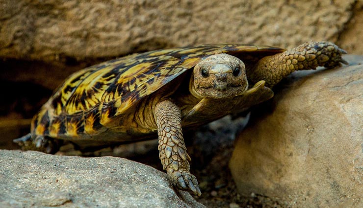 astrology tips,astrology tips in hindi,signs of wealth,animals show good times