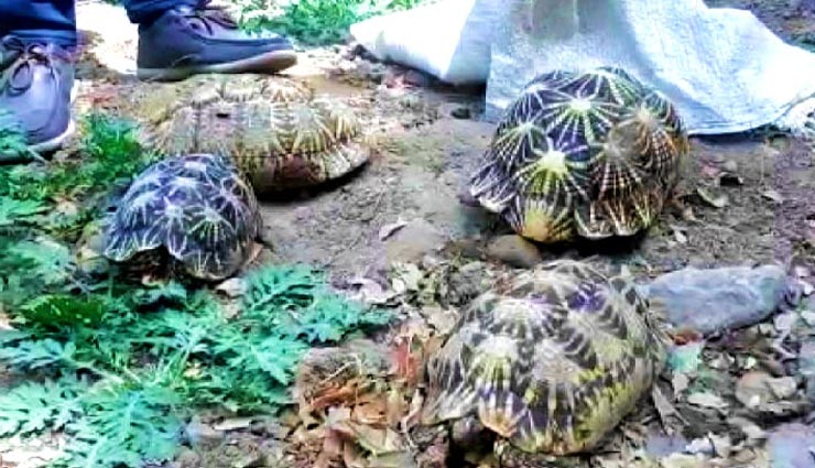 उदयपुर : प्लास्टिक के बोरे में मिले 4 कछुए, 14 दिन के लिए रखा क्वॉरैंटाइन में