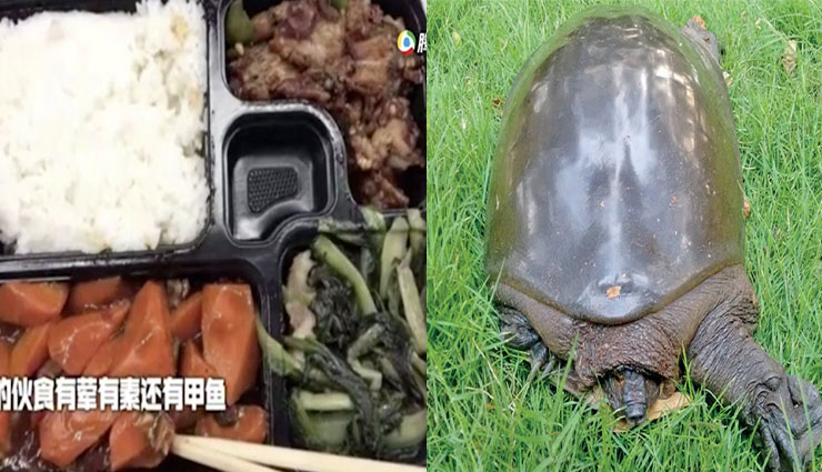 चीन : कोरोना वायरस से जंग लड़ने के लिए मरीजों को खिलाया जा रहा है कछुए का मांस