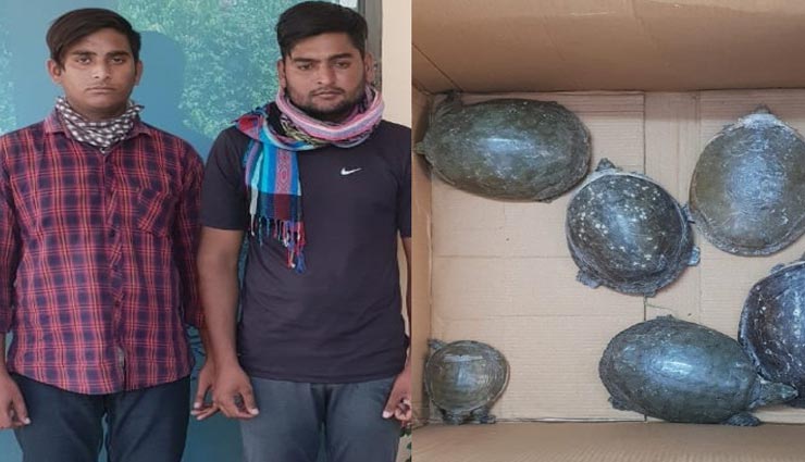 जयपुर : पुलिस के हत्थे चढ़े 7 कछुओं के साथ 2 तस्कर, बोगस ग्राहक बनकर किया था संपर्क
