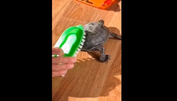 कछुए का इस तरह मटकना देख दूर हो जाएगी आपके दिनभर की थकान, देखे वीडियो
