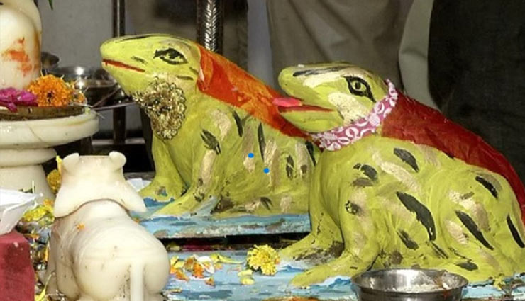 divorce of frogs,stop rain in bhopal,weird news in hindi