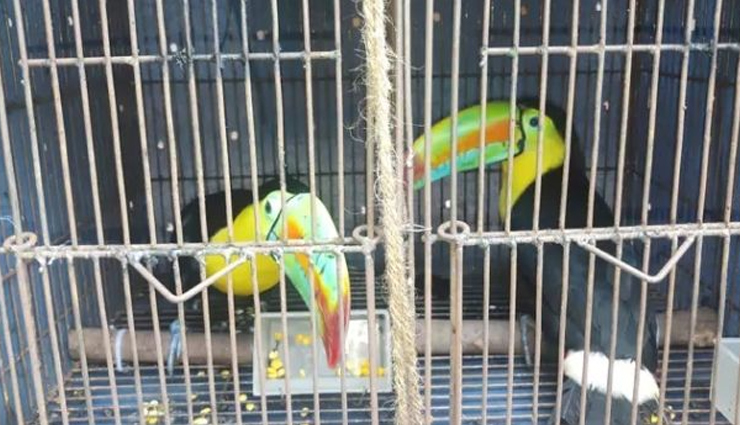 बांग्लादेश बॉर्डर पर BSF को मिले दुर्लभ टूकेन पक्षी, कीमत 15 लाख रुपये