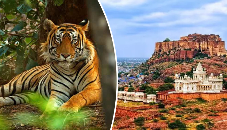 रॉयल बंगाल टाइगर्स के लिए जाना जाता है राजस्थान का रणथंभौर, जानें यहां की घूमने लायक जगहें